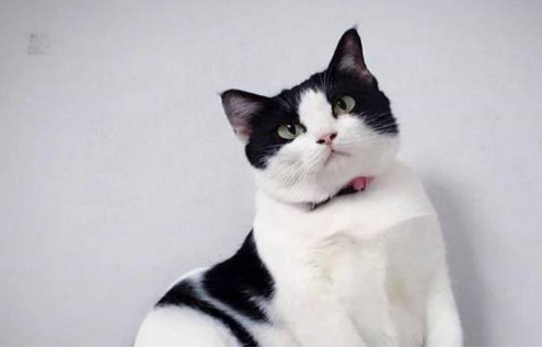 流浪猫被好心大叔收养,数月后胖了十几斤,这是“养猪流”?(图3)