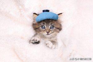 猫咪特别爱生病吗?给猫看病到底有多贵?(图3)