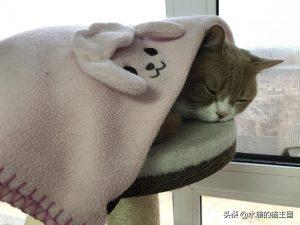 猫咪特别爱生病吗?给猫看病到底有多贵?(图10)