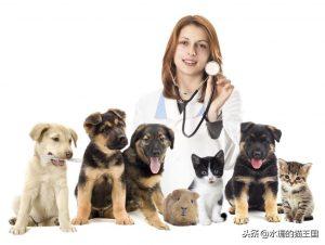 猫咪特别爱生病吗?给猫看病到底有多贵?(图12)