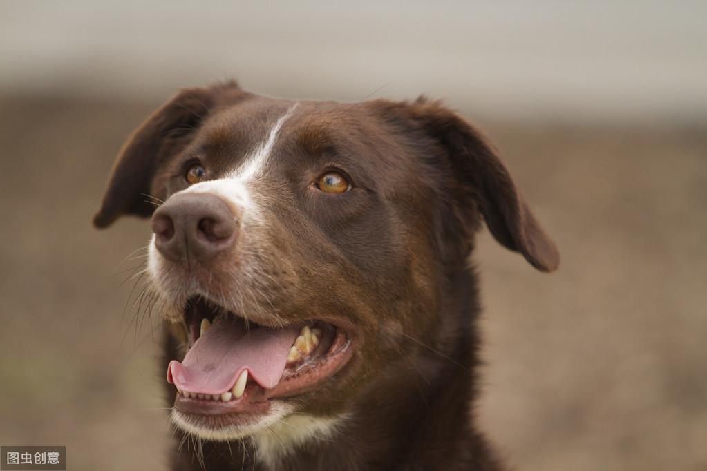 狗狗为什么会打嗝?狗狗打嗝代表着什么?主人需要注意什么?(图1)