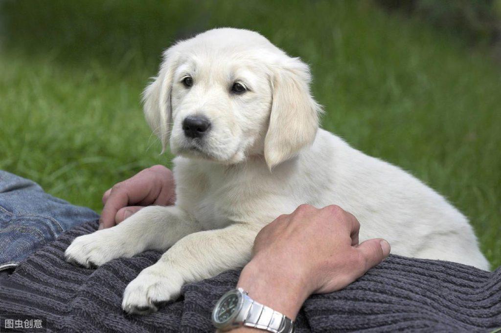 狗狗为什么会打嗝?狗狗打嗝代表着什么?主人需要注意什么?(图2)