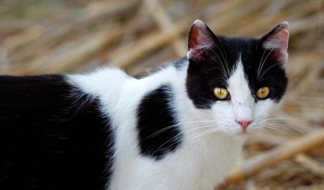 猫咪很喜欢跑酷,每天都会在规定的时间内做广播体(图1)