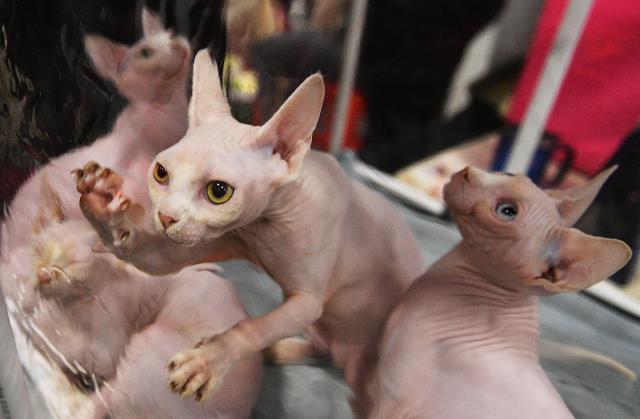 猫咪很喜欢跑酷,每天都会在规定的时间内做广播体(图3)