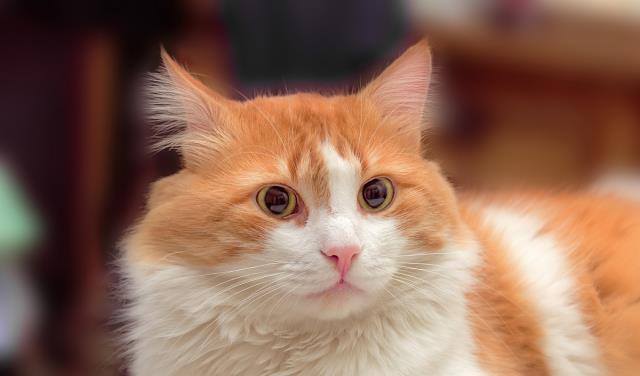 猫咪很喜欢跑酷,每天都会在规定的时间内做广播体(图2)