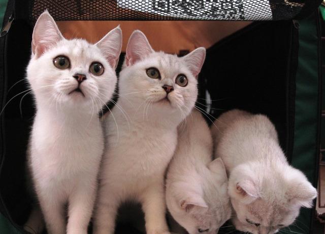 猫咪很喜欢跑酷,每天都会在规定的时间内做广播体(图5)