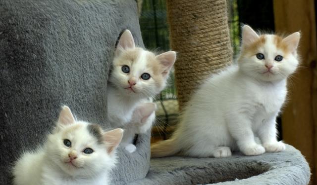 猫咪很喜欢跑酷,每天都会在规定的时间内做广播体(图4)