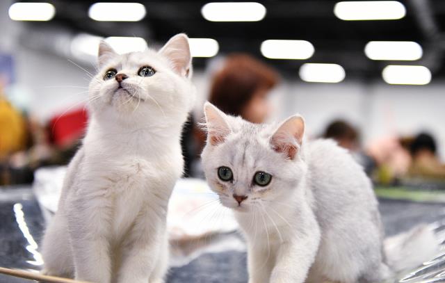 猫咪很喜欢跑酷,每天都会在规定的时间内做广播体(图6)