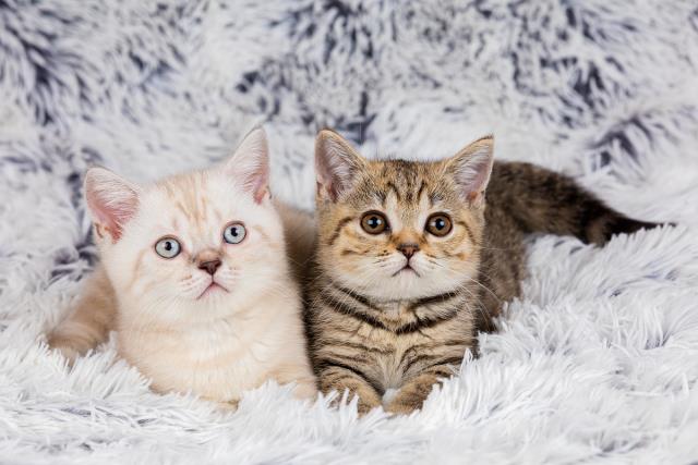 猫咪很喜欢跑酷,每天都会在规定的时间内做广播体(图7)