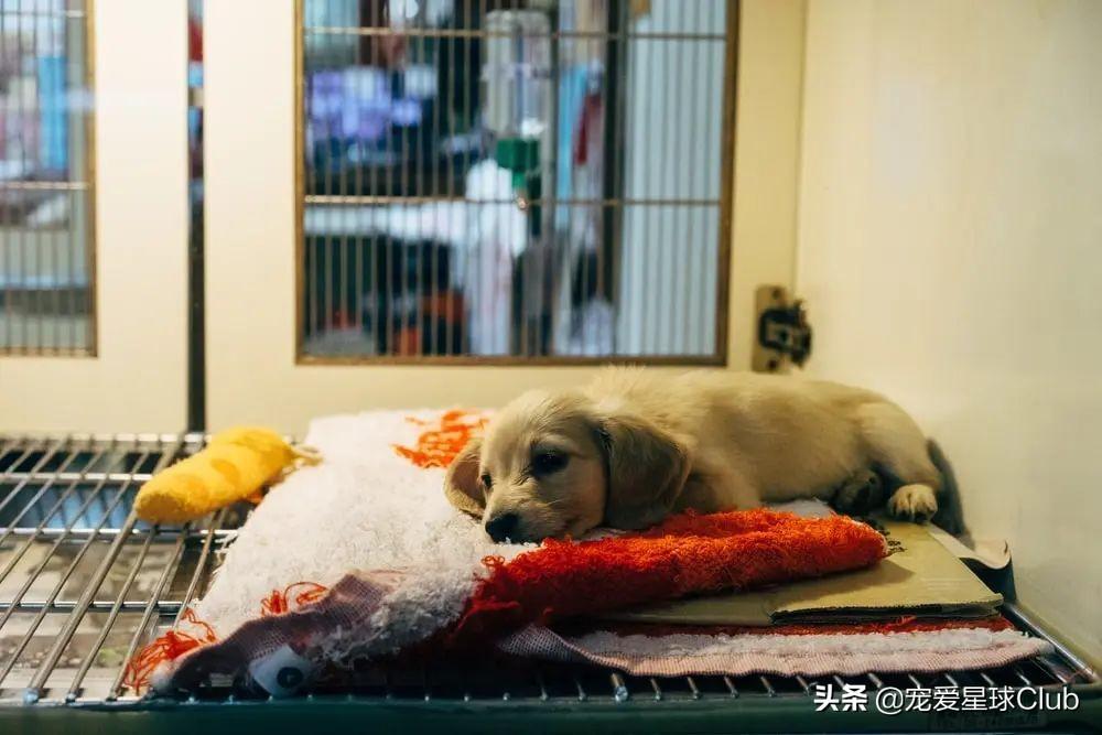 怎么才能让宠物顺利服药?给铁嘴钢牙的狗狗吃药,家长怎么哄骗利诱?(图1)