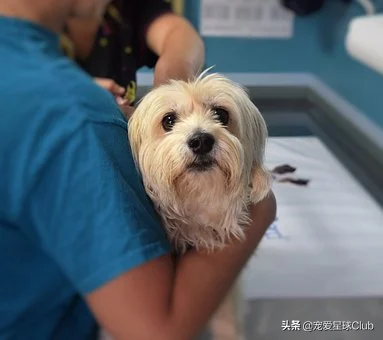 怎么才能让宠物顺利服药?给铁嘴钢牙的狗狗吃药,家长怎么哄骗利诱?(图2)