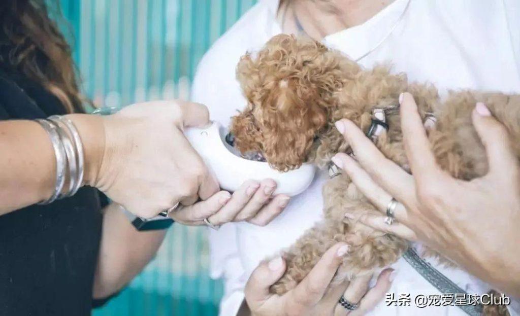 怎么才能让宠物顺利服药?给铁嘴钢牙的狗狗吃药,家长怎么哄骗利诱?(图4)