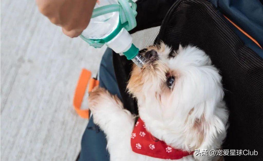 怎么才能让宠物顺利服药?给铁嘴钢牙的狗狗吃药,家长怎么哄骗利诱?(图5)