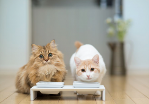 猫咪可不可以喝牛奶?为什么?(图1)