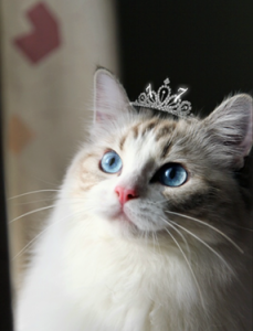 猫咪可不可以喝牛奶?为什么?(图2)