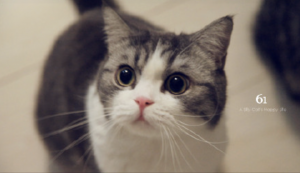 猫咪可不可以喝牛奶?为什么?(图4)