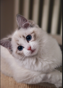 猫咪可不可以喝牛奶?为什么?(图3)