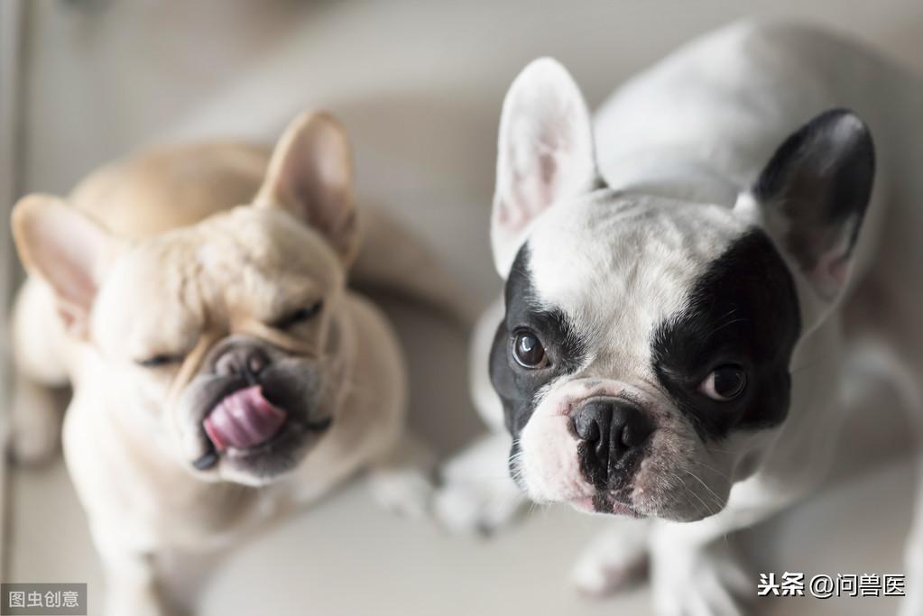 狗狗真的会被撑死的吗?如果发现狗狗吃了很多狗粮怎么办?(图2)