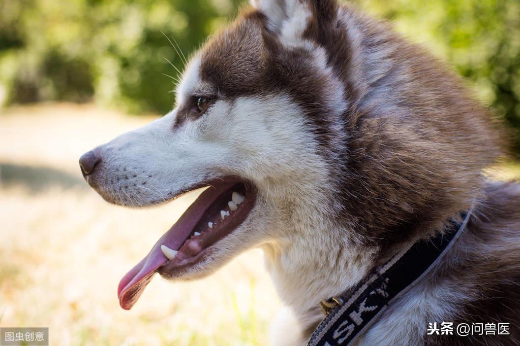 狗狗真的会被撑死的吗?如果发现狗狗吃了很多狗粮怎么办?(图3)