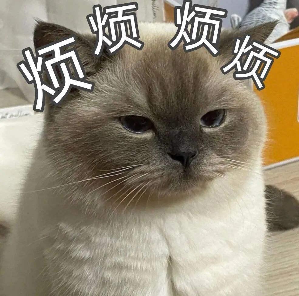 如何正确训练猫咪?盘点错误训猫方式,新手看完,不用愁(图1)