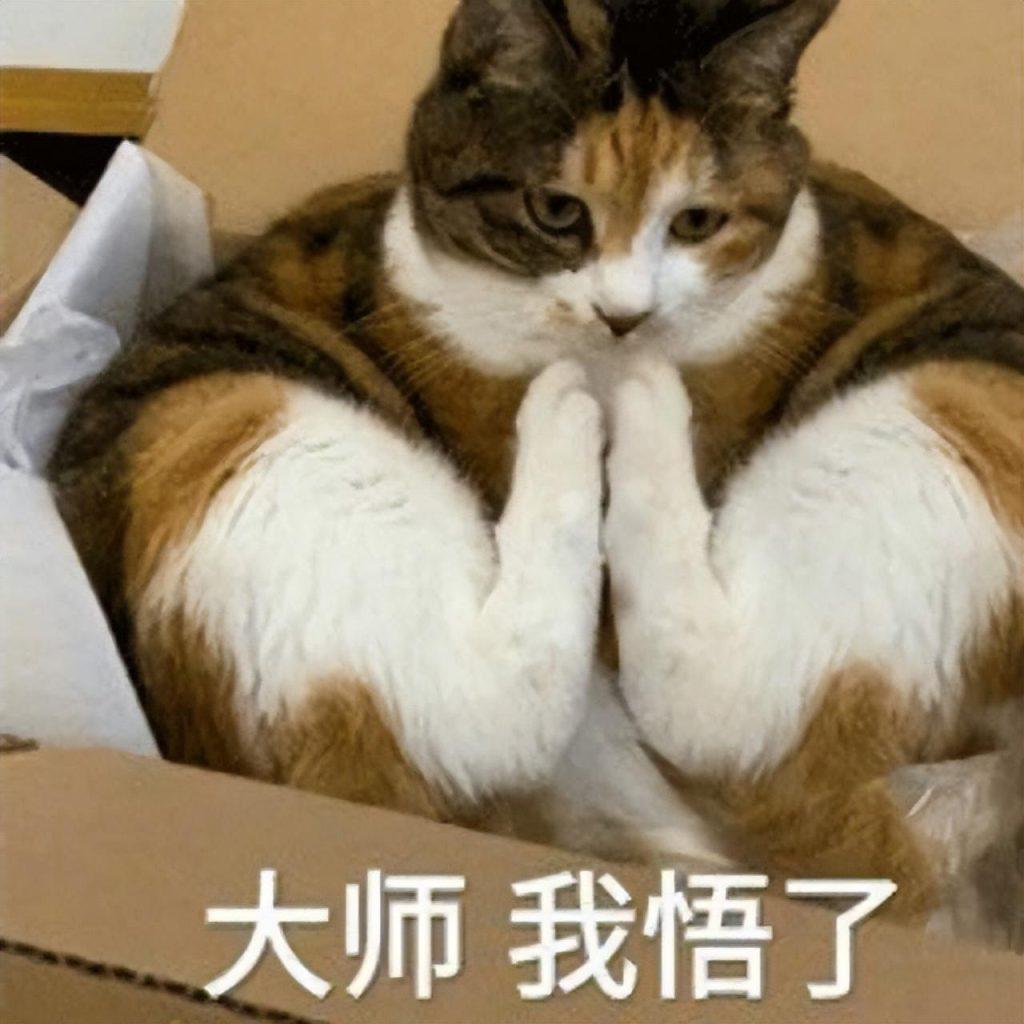 如何正确训练猫咪?盘点错误训猫方式,新手看完,不用愁(图2)