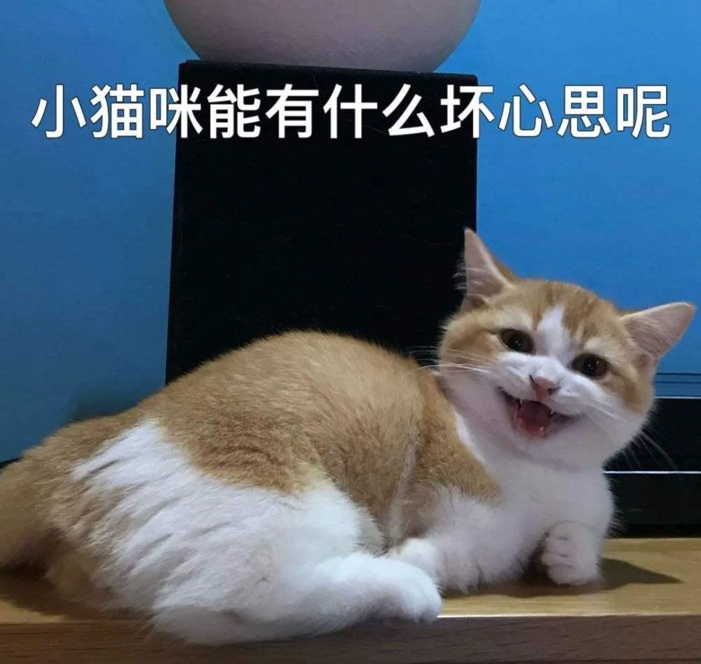 如何正确训练猫咪?盘点错误训猫方式,新手看完,不用愁(图3)