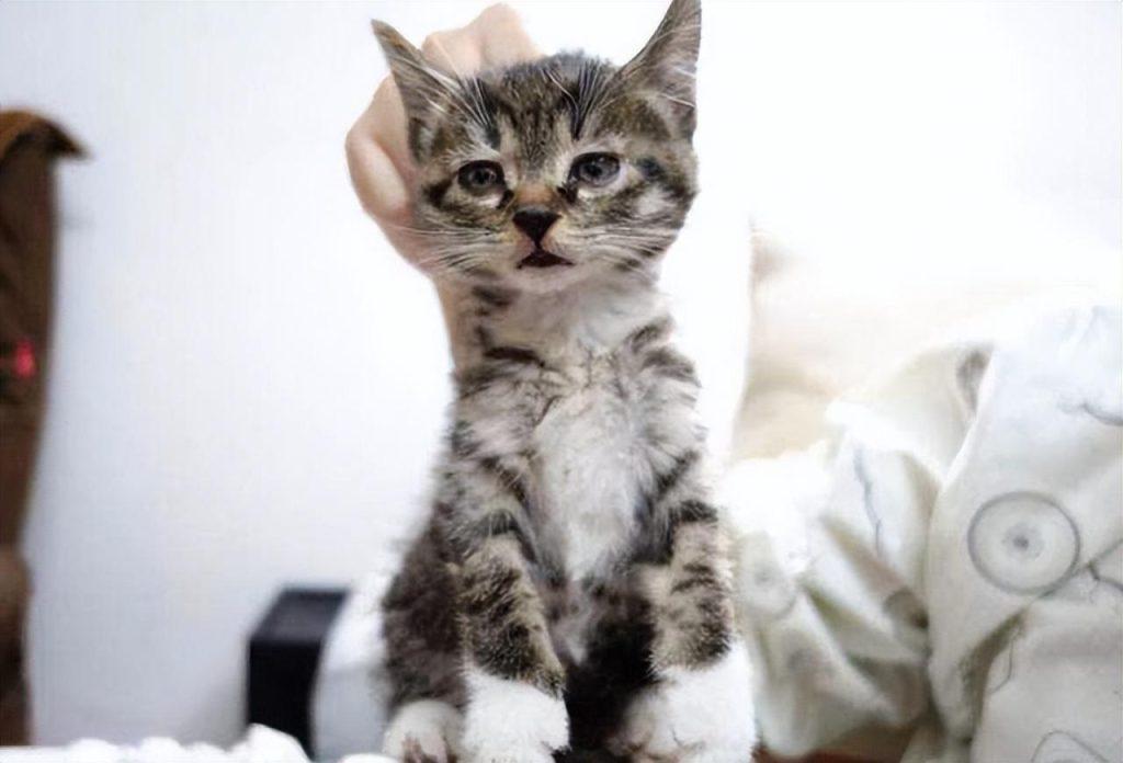 如何正确训练猫咪?盘点错误训猫方式,新手看完,不用愁(图4)