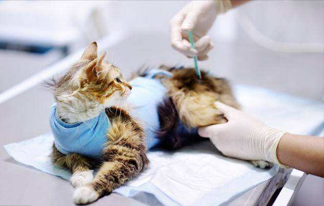 如何正确训练猫咪?盘点错误训猫方式,新手看完,不用愁(图8)