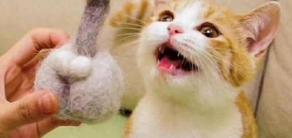 养猫就要养公猫,好处有5个,养了不后悔(图1)