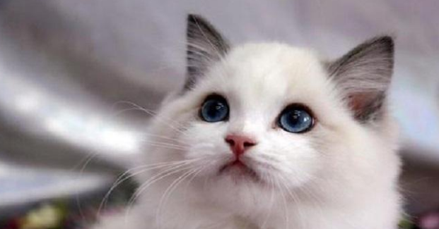 养猫就要养公猫,好处有5个,养了不后悔(图2)