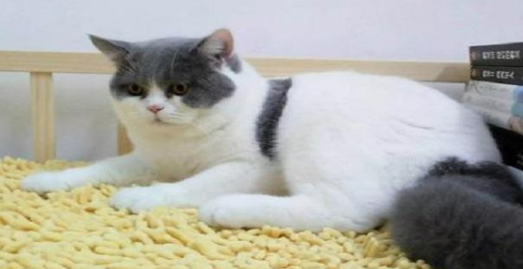 养猫就要养公猫,好处有5个,养了不后悔(图4)