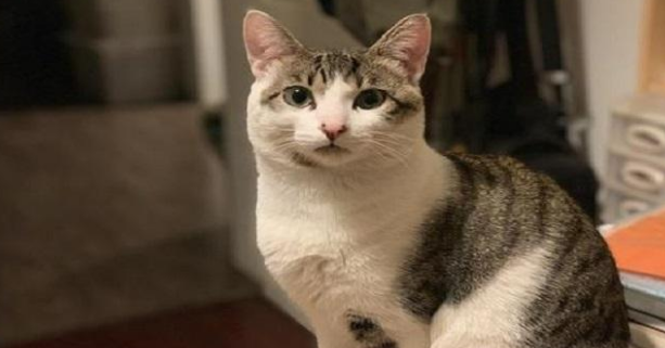 养猫就要养公猫,好处有5个,养了不后悔(图6)