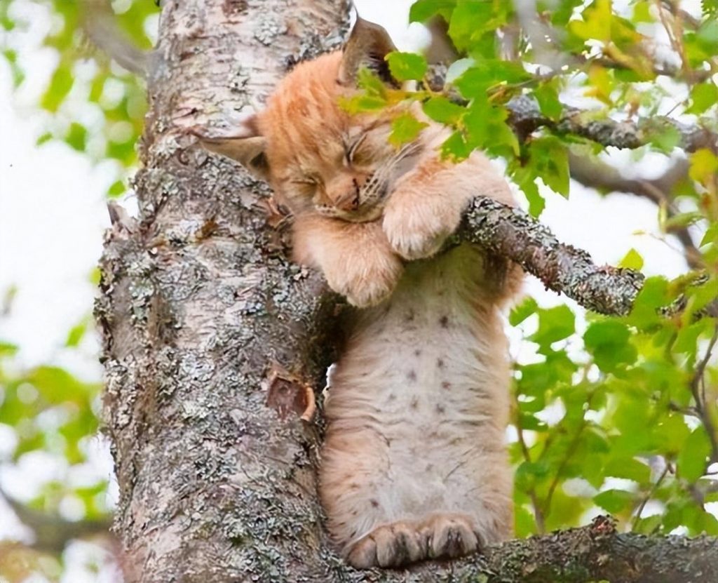 猫咪死后为何不能埋在地下?猫咪死后不能直接埋在地下的原因(图1)