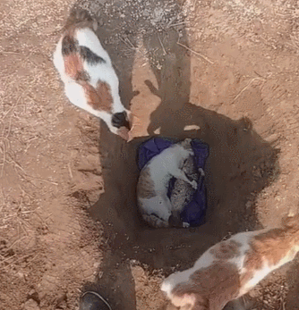 猫咪死后为何不能埋在地下?猫咪死后不能直接埋在地下的原因(图2)