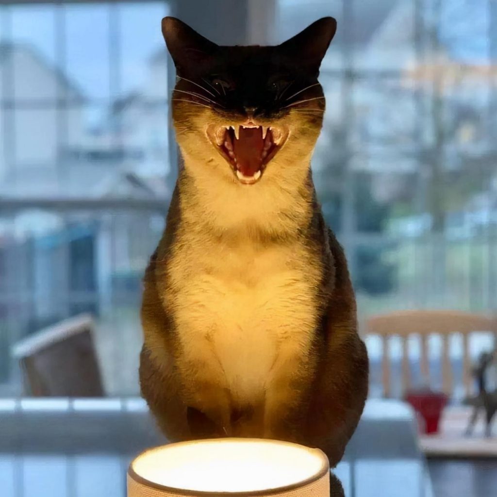 猫咪死后为何不能埋在地下?猫咪死后不能直接埋在地下的原因(图4)