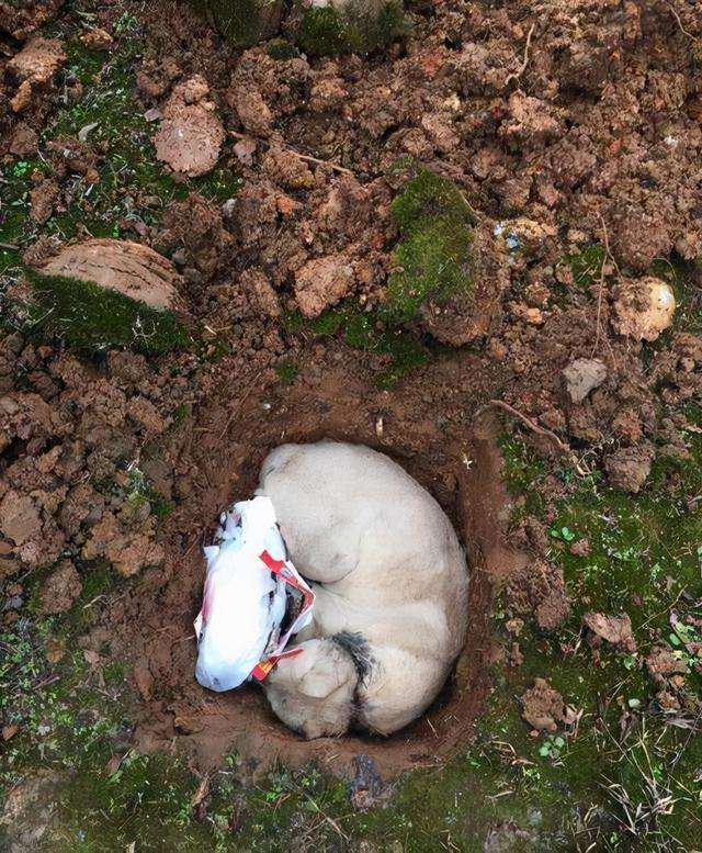 猫咪死后为何不能埋在地下?猫咪死后不能直接埋在地下的原因(图3)