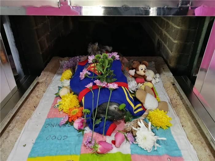 猫咪死后为何不能埋在地下?猫咪死后不能直接埋在地下的原因(图5)