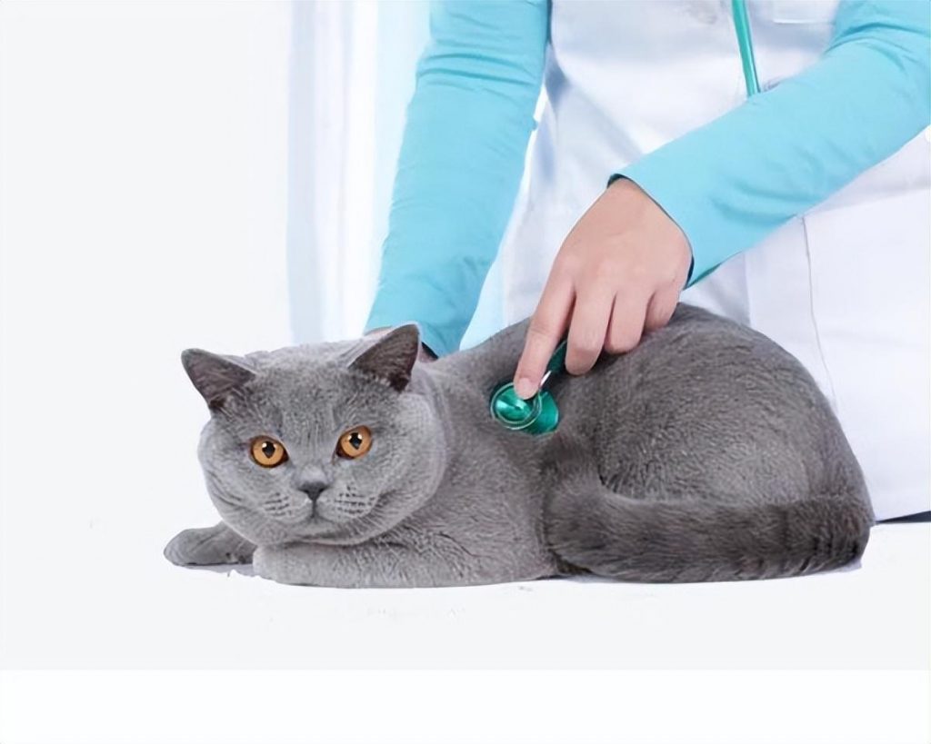 猫咪死后为何不能埋在地下?猫咪死后不能直接埋在地下的原因(图7)