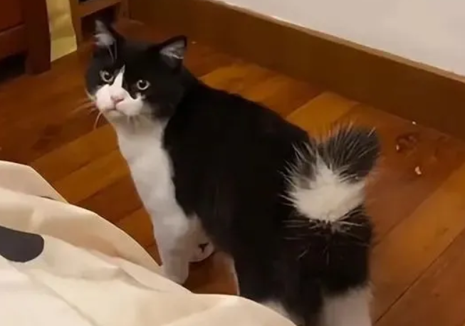 老爸强烈反对养猫,隔段时间后像换了个人(图1)