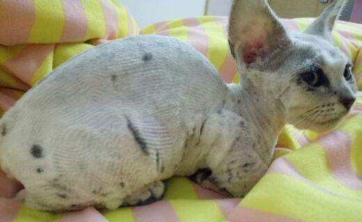 猫藓怎么治?猫藓其实非常好治,你可能没有用对方法!(图1)