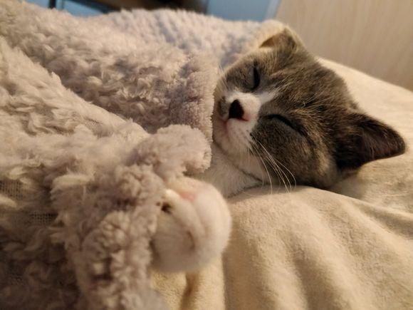 猫藓怎么治?猫藓其实非常好治,你可能没有用对方法!(图2)