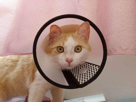 猫藓怎么治?猫藓其实非常好治,你可能没有用对方法!(图5)