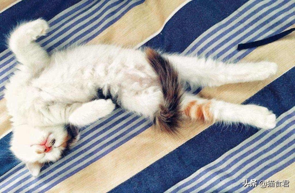 猫咪磨牙铲屎官要注意了,当出现以牙磨牙的情况时,要注意这5点!(图9)