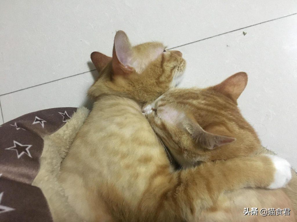 猫咪磨牙铲屎官要注意了,当出现以牙磨牙的情况时,要注意这5点!(图6)