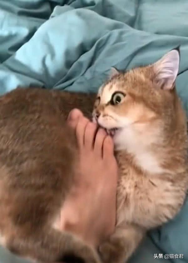 猫咪磨牙铲屎官要注意了,当出现以牙磨牙的情况时,要注意这5点!(图5)