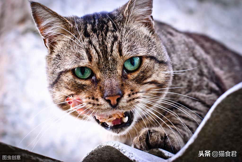 猫咪磨牙铲屎官要注意了,当出现以牙磨牙的情况时,要注意这5点!(图10)