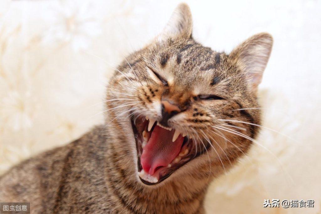 猫咪磨牙铲屎官要注意了,当出现以牙磨牙的情况时,要注意这5点!(图11)