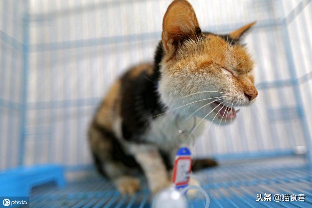 猫咪磨牙铲屎官要注意了,当出现以牙磨牙的情况时,要注意这5点!(图15)