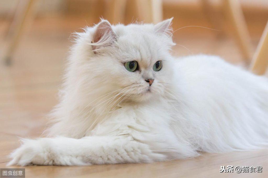 猫咪磨牙铲屎官要注意了,当出现以牙磨牙的情况时,要注意这5点!(图16)