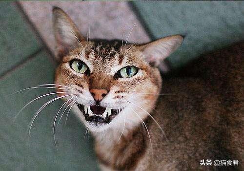 猫咪磨牙铲屎官要注意了,当出现以牙磨牙的情况时,要注意这5点!(图20)
